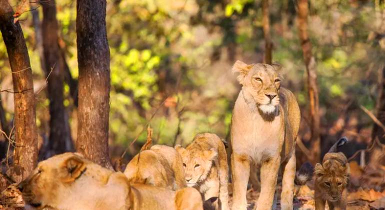 Gir National Park